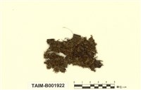 藏品(小同蒴苔)的圖片